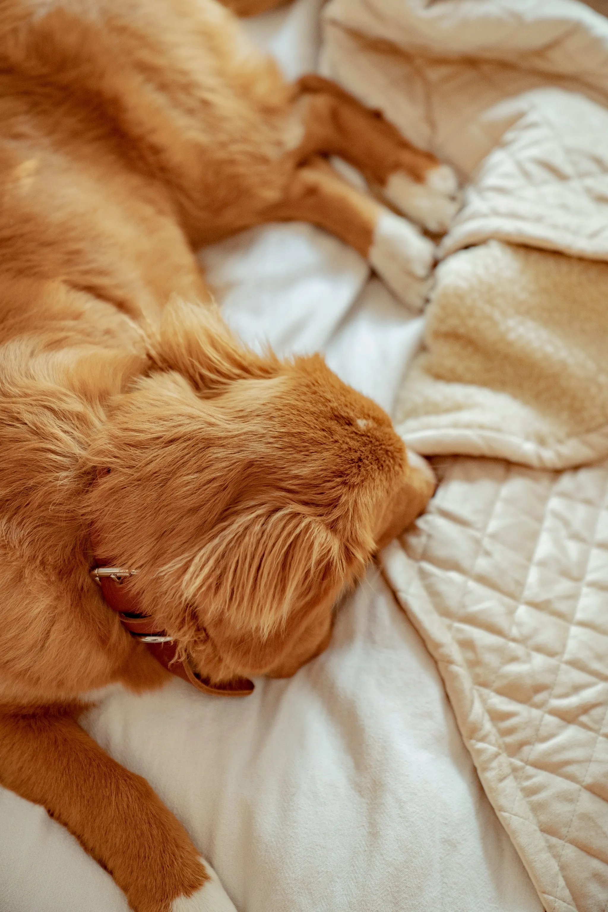 Quilted Velvet & Sherpa Mat in Light Caramel