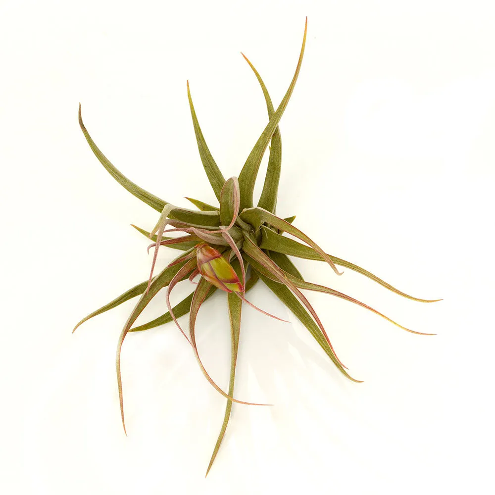 Tillandsia Concolor